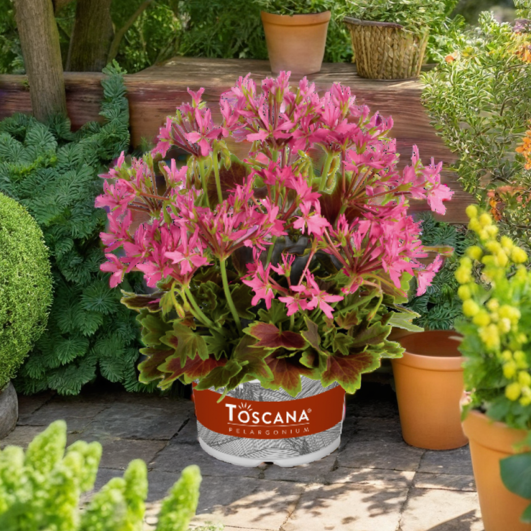 Pelargonium 'Pelgardini Lotusland' from Cedar Nursery, Cobham