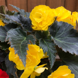 Begonia 'Mocca Yellow' from Cedar Nursery, Cobham