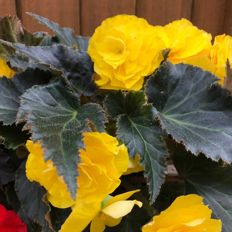 Begonia 'Mocca Yellow' from Cedar Nursery, Cobham