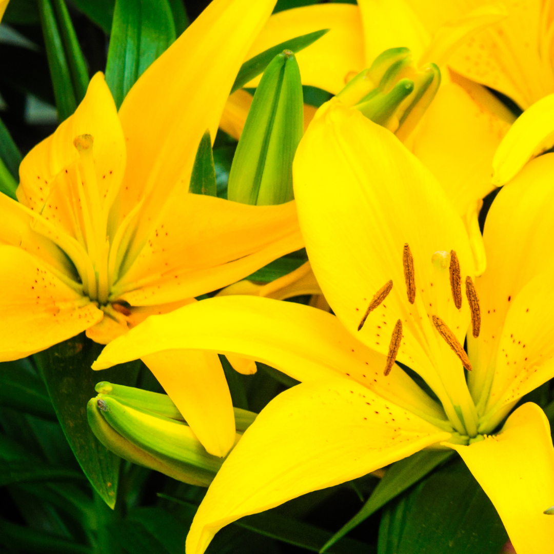 Lilium (Asiatic Group) Yellow from Cedar Nursery, Cobham