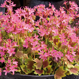 Pelargonium 'Pelgardini Lotusland' from Cedar Nursery, Cobham