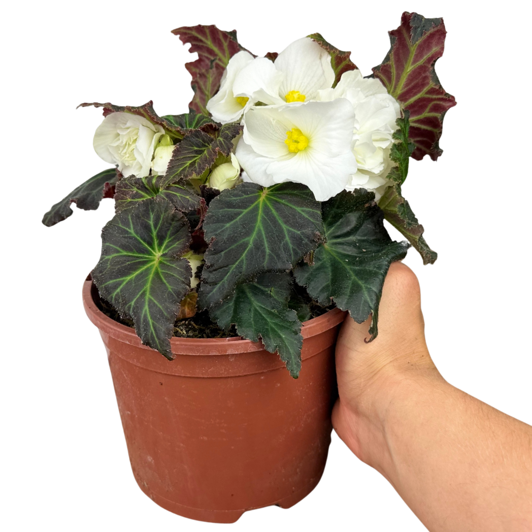 Begonia 'Mocca White' from Cedar Nursery, Cobham