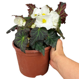 Begonia 'Mocca White' from Cedar Nursery, Cobham