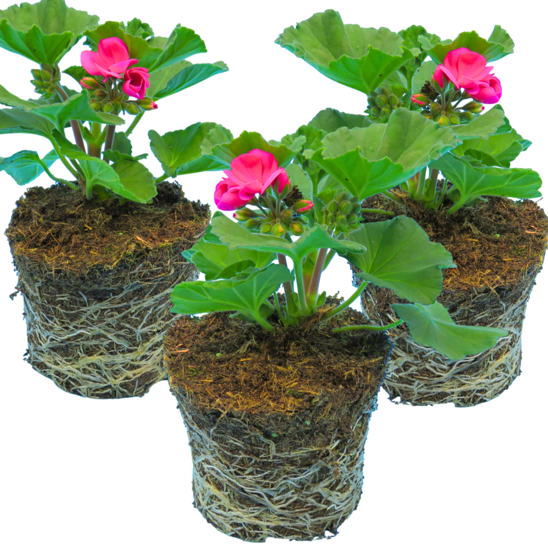 Pelargonium 'Toscana Dolce Vita Klass' from Cedar Nursery, Cobham