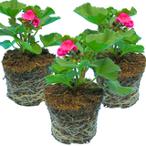 Pelargonium 'Toscana Dolce Vita Klass' from Cedar Nursery, Cobham