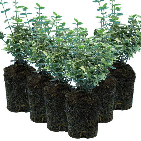 Euonymus fortunei 'Emerald Gaiety' from Cedar Nursery, Cobham
