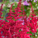 Astilbe 'Red' from Cedar Nursery, Cobham