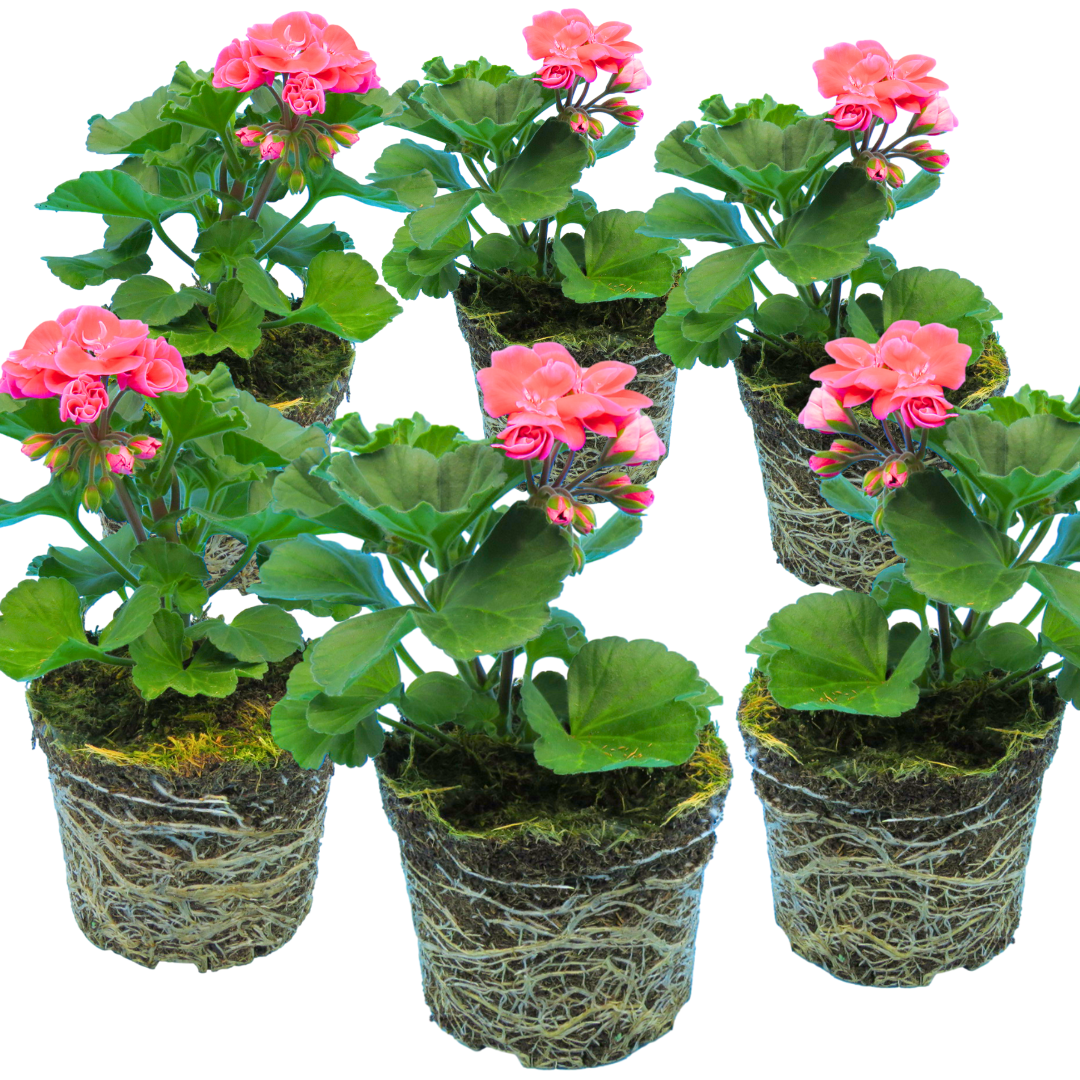 Pelargonium 'Toscana Castello Tammo' from Cedar Nursery, Cobham