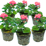 Pelargonium 'Toscana Castello Tammo' from Cedar Nursery, Cobham