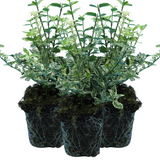 Euonymus fortunei 'Harlequin'