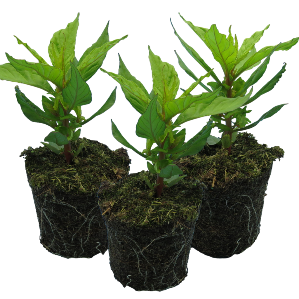 Set of Celosia argentea 'First Flame' (Yellow, Red, Purple) from Cedar Nursery, Cobham
