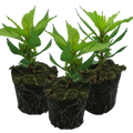 Set of Celosia argentea 'First Flame' (Yellow, Red, Purple) from Cedar Nursery, Cobham