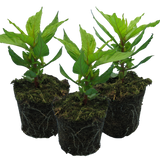 Set of Celosia argentea 'First Flame' (Yellow, Red, Purple) from Cedar Nursery, Cobham