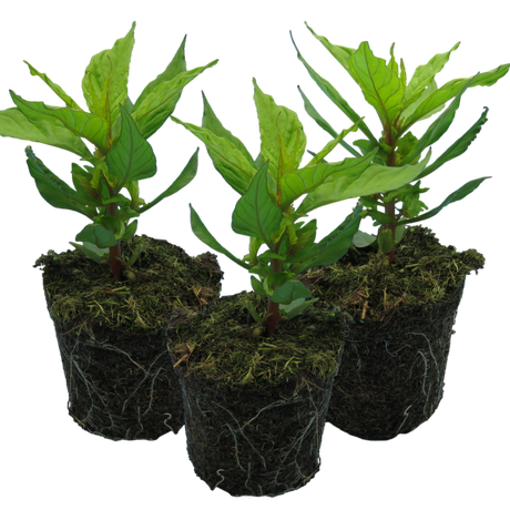 Set of Celosia argentea 'First Flame' (Yellow, Red, Purple) from Cedar Nursery, Cobham