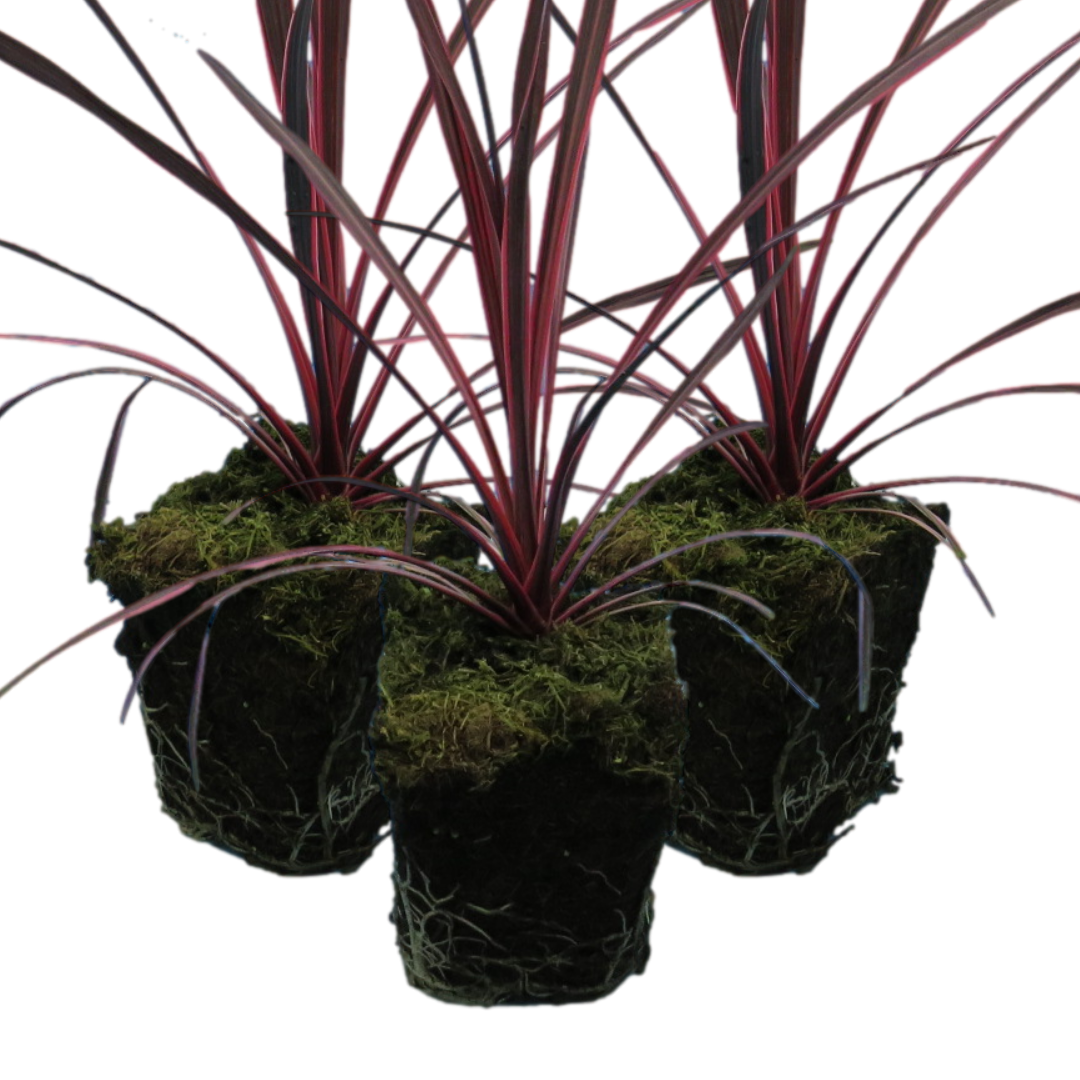 Cordyline australis 'Charlie Boy' from Cedar Nursery, Cobham