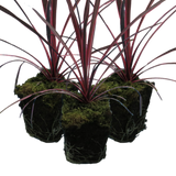 Cordyline australis 'Charlie Boy' from Cedar Nursery, Cobham