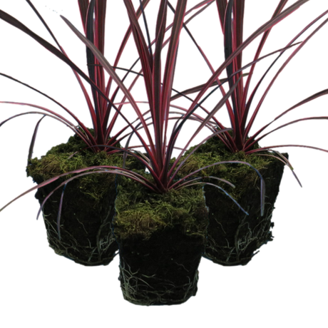 Cordyline australis 'Charlie Boy' from Cedar Nursery, Cobham