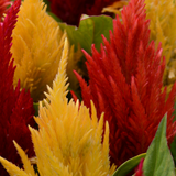 Set of Celosia argentea 'First Flame' (Yellow, Red, Purple) from Cedar Nursery, Cobham