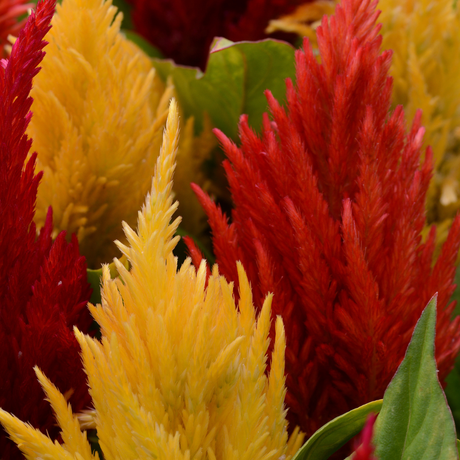 Set of Celosia argentea 'First Flame' (Yellow, Red, Purple) from Cedar Nursery, Cobham