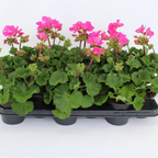Pelargonium 'Toscana Dolce Vita Klass' from Cedar Nursery, Cobham