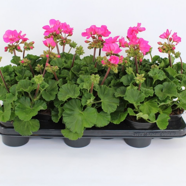 Pelargonium 'Toscana Dolce Vita Klass' from Cedar Nursery, Cobham