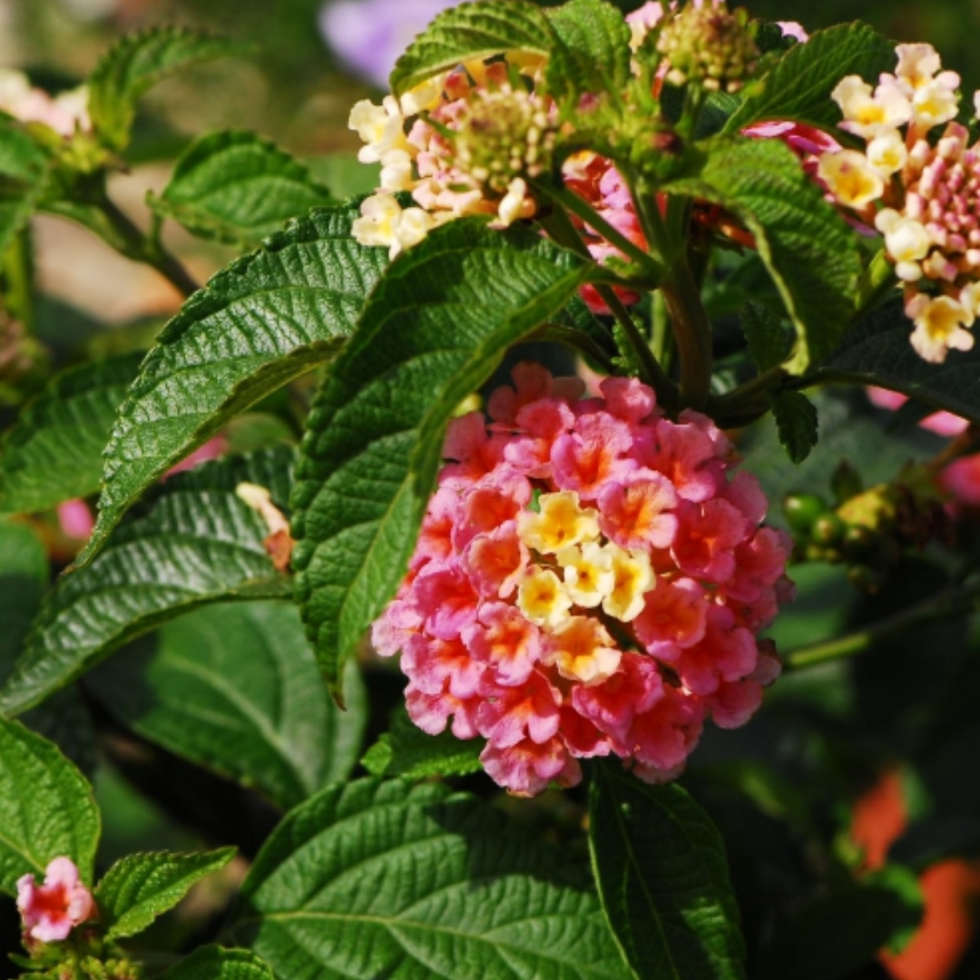 Lantana camara 'Evita Rose' from Cedar Nursery, Cobham