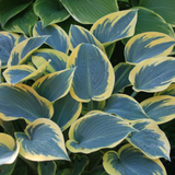 Hosta 'First Frost' from Cedar Nursery, Cobham