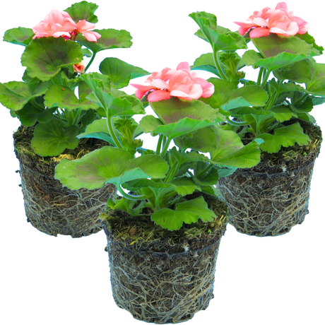 Pelargonium 'Toscana Dolce Vita Emma' from Cedar Nursery, Cobham