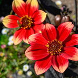 Dahlia 'Dahelgria Sunrise' from Cedar Nursery, Cobham