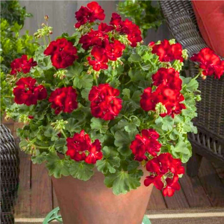 Pelargonium 'Calliope Dark Red' from Cedar Nursery, Cobham