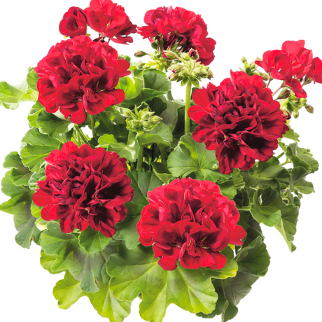 Pelargonium 'Calliope Dark Red' from Cedar Nursery, Cobham