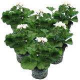 Pelargonium 'Toscana Dolce Vita Stella' from Cedar Nursery, Cobham