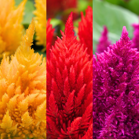 Set of Celosia argentea 'First Flame' (Yellow, Red, Purple) from Cedar Nursery, Cobham