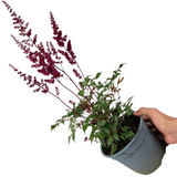 Astilbe 'Red' from Cedar Nursery, Cobham