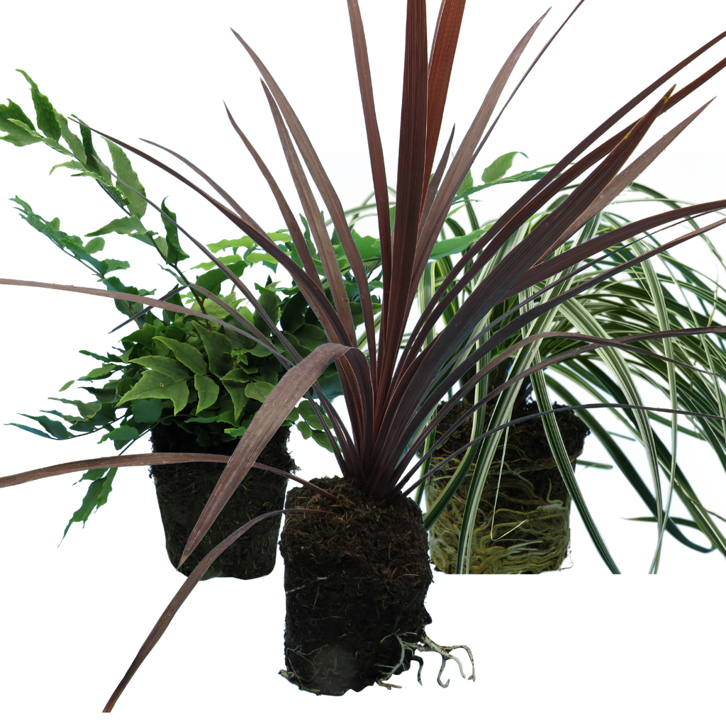 Contemporary Set - Cyrtomium falcatum 13cm, Carex oshimensis 'Feather Falls' 10.5cm, Cordyline australis 'Red Star' 13cm from Cedar Nursery, Cobham