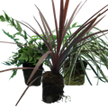 Contemporary Set - Cyrtomium falcatum 13cm, Carex oshimensis 'Feather Falls' 10.5cm, Cordyline australis 'Red Star' 13cm from Cedar Nursery, Cobham
