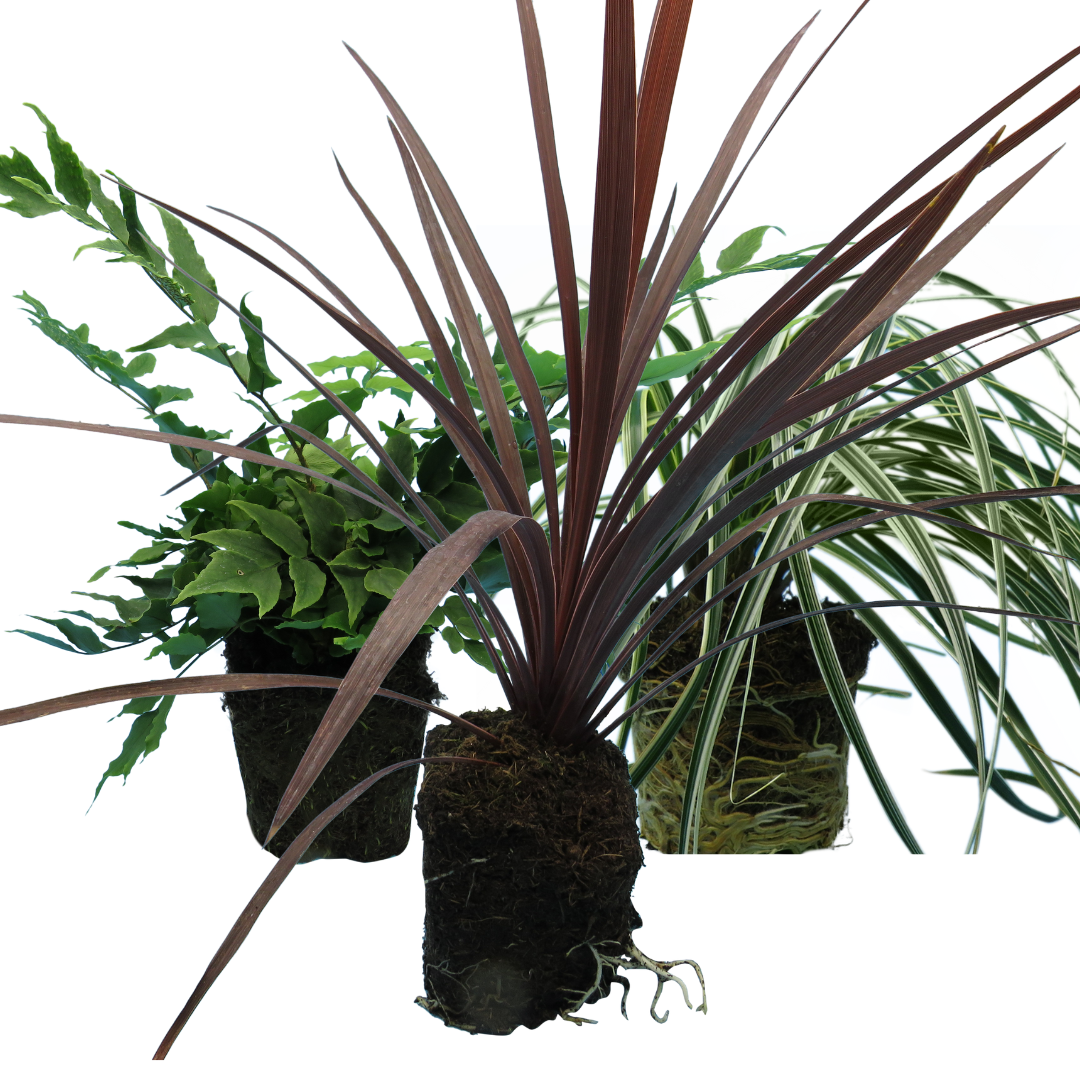 Contemporary Set - Cyrtomium falcatum 13cm, Carex oshimensis 'Feather Falls' 10.5cm, Cordyline australis 'Red Star' 13cm from Cedar Nursery, Cobham