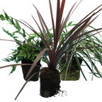 Contemporary Set - Cyrtomium falcatum 13cm, Carex oshimensis 'Feather Falls' 10.5cm, Cordyline australis 'Red Star' 13cm from Cedar Nursery, Cobham