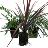 Contemporary Set - Cyrtomium falcatum 13cm, Carex oshimensis 'Feather Falls' 10.5cm, Cordyline australis 'Red Star' 13cm from Cedar Nursery, Cobham