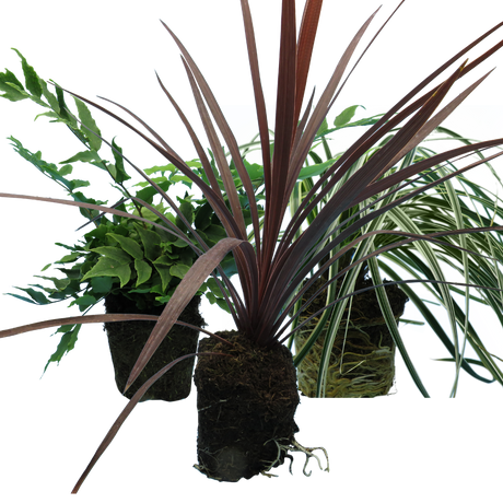 Contemporary Set - Cyrtomium falcatum 13cm, Carex oshimensis 'Feather Falls' 10.5cm, Cordyline australis 'Red Star' 13cm from Cedar Nursery, Cobham