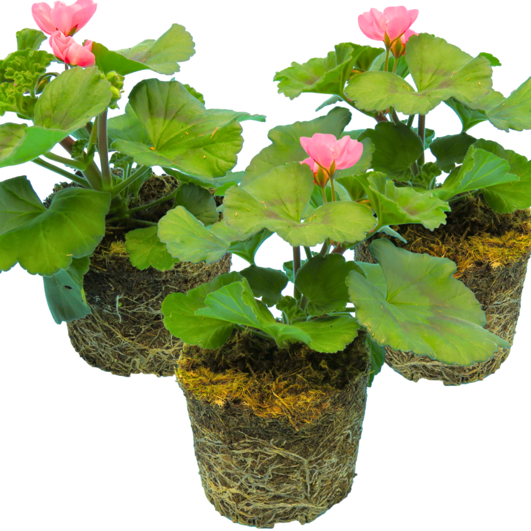 Pelargonium 'Toscana Dolce Vita Anne' from Cedar Nursery, Cobham