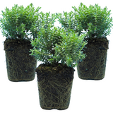 Hebe 'Sutherlandii' from Cedar Nursery, Cobham