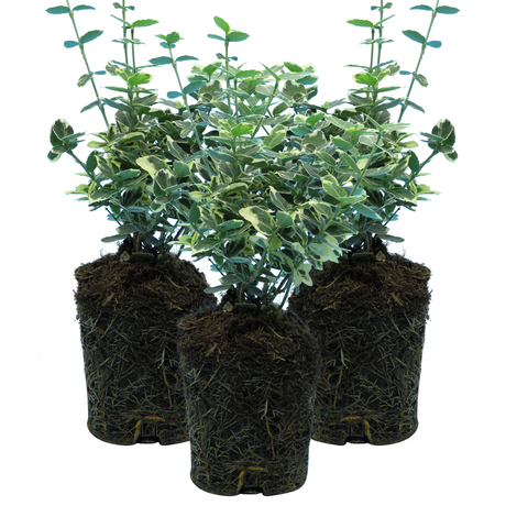Euonymus fortunei 'Emerald Gaiety' from Cedar Nursery, Cobham