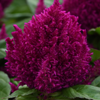 Celosia argentea 'First Flame Purple' from Cedar Nursery, Cobham