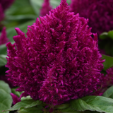 Celosia argentea 'First Flame Purple' from Cedar Nursery, Cobham