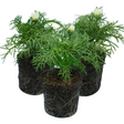 Cosmos bipinnatus 'Apollo White' from Cedar Nursery, Cobham