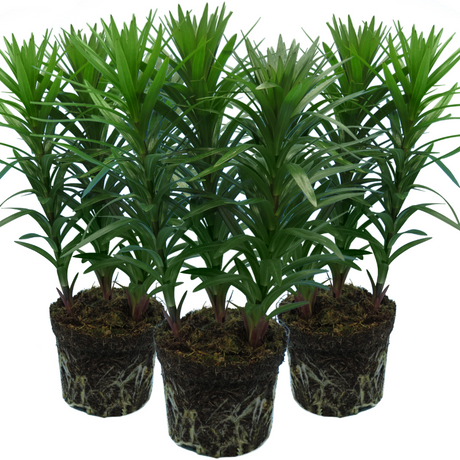 Lilium (Asiatic Group) Orange from Cedar Nursery, Cobham