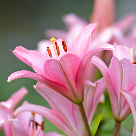 Lilium (Asiatic Group) Pink from Cedar Nursery, Cobham