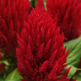 Celosia argentea 'First Flame Scarlet' from Cedar Nursery, Cobham