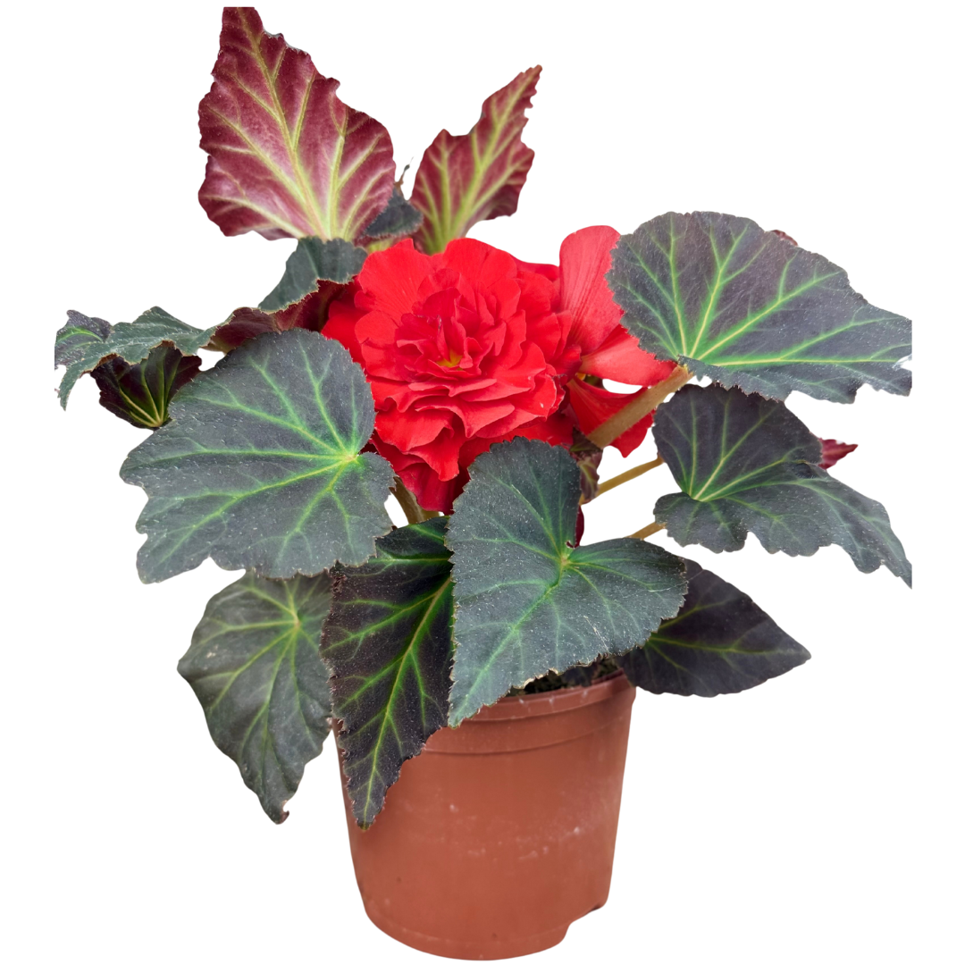 Begonia 'Mocca Scarlet' from Cedar Nursery, Cobham